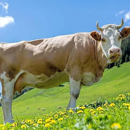 Des Alpes