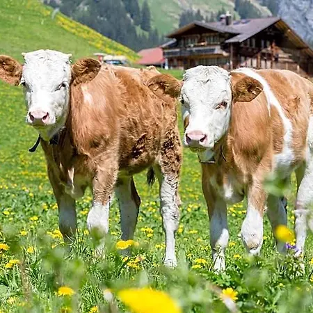 Des Alpes 3* Adelboden