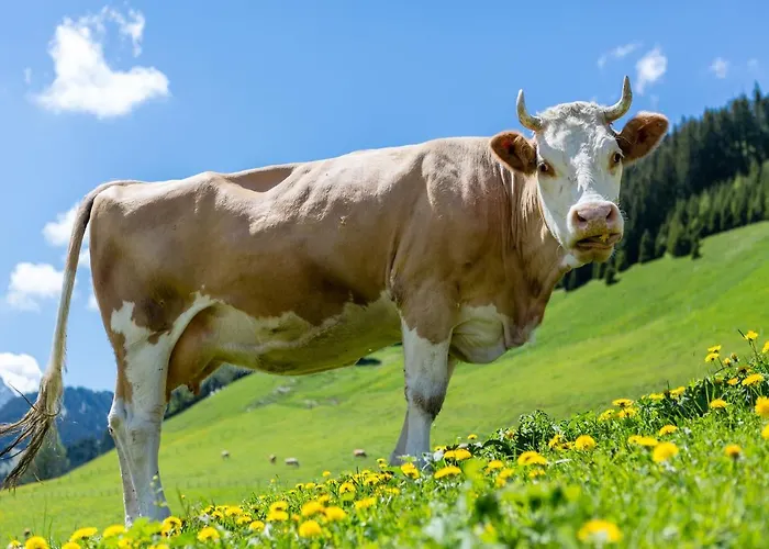 Des Alpes 3* Adelboden