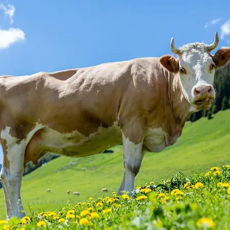 Des Alpes 3* Adelboden